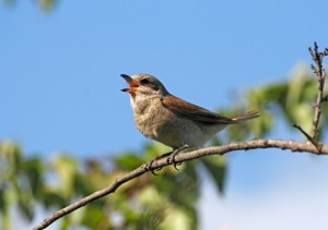 birdsinging
